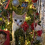 animal, background_curtains, cat, christmas, christmas_lights, christmas_tree, closeup, curious, cute, festive, holiday_decor, holiday_season, indoor, kitten, ornaments, pet, red_ornaments, silver_ornaments, tinsel, tree_branches