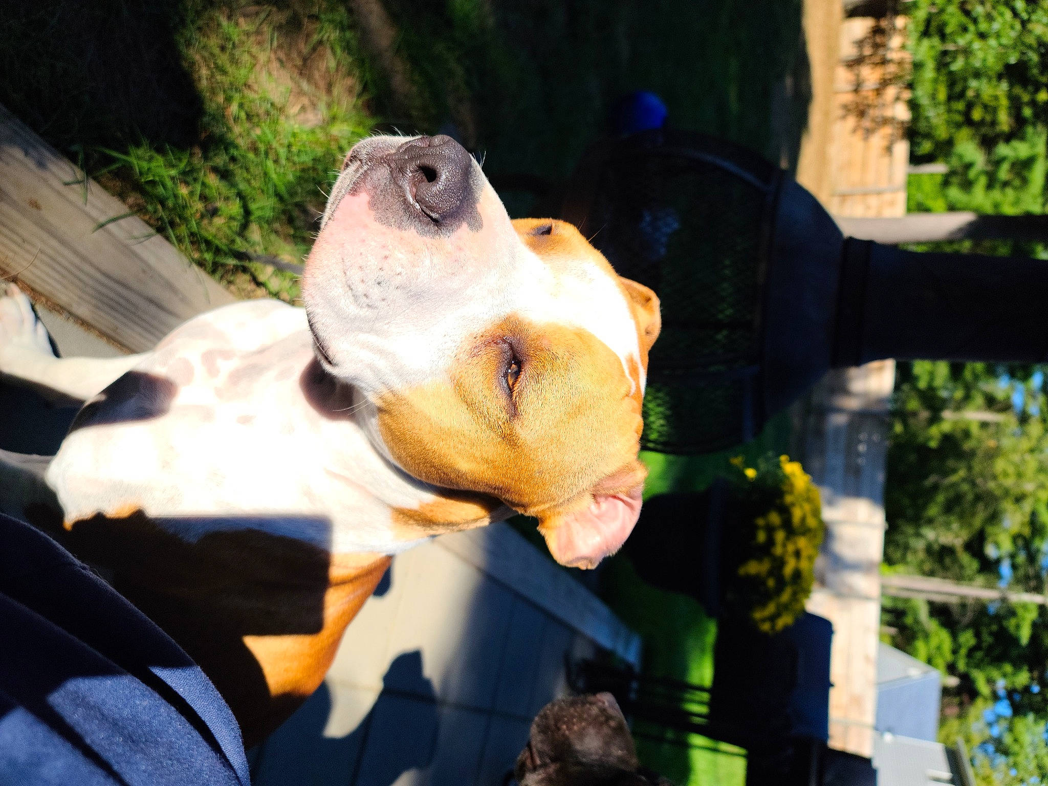 Greta Mae joined the competition — help win amazing prizes! amphibian, art, canidae, companion_dog, dog_breed, fawn, felidae, grass, lawn_ornament, plant, reptile, sculpture, snout, statue, tail, terrestrial_animal, toy, tree, whiskers, working_animal