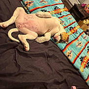 Princess joined the competition — help win amazing prizes! dog, pet, animal, sleeping, lying_down, belly_up, paws, tail, white_fur, brown_patches, bed, blanket, bedroom, indoor, relaxed, funny_pose, portrait, furniture, home, cozy