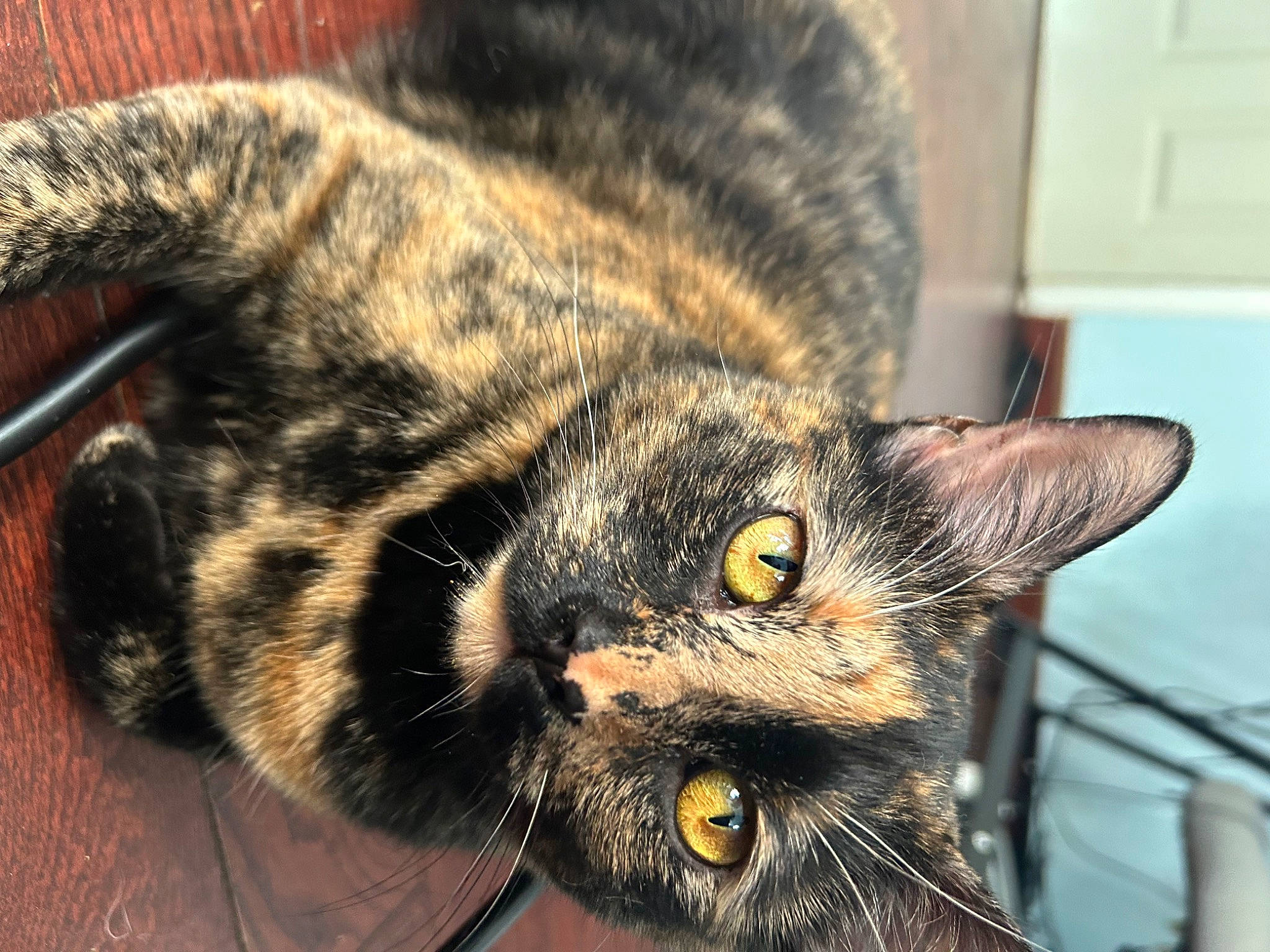 Bean is registered to the contest to win money with this photo: carnivore, cat, claw, close_up, domestic_short_haired_cat, ear, eye, felidae, fur, head, light_switch, paw, small_to_medium_sized_cats, snout, terrestrial_animal, wall_plate, whiskers, wildlife, window