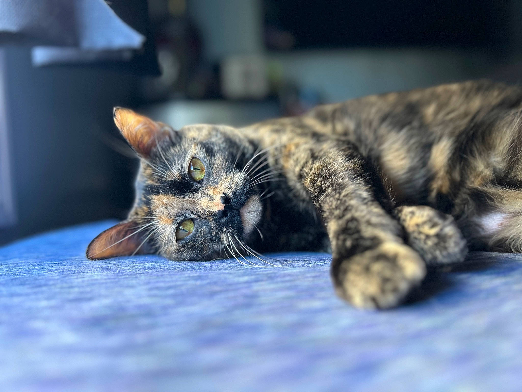 Bean is registered to the contest to win money with this photo: black_cat, carnivore, cat, claw, comfort, domestic_short_haired_cat, eye, felidae, fur, nap, paw, sitting, sleep, small_to_medium_sized_cats, tail, terrestrial_animal, whiskers, wildlife