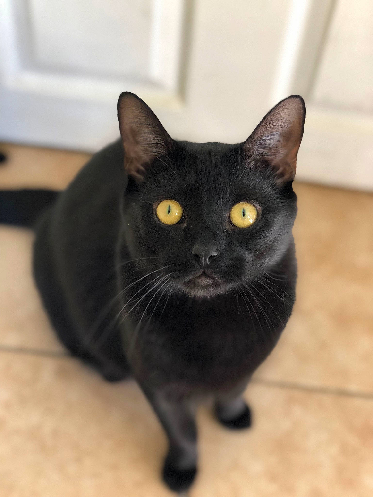 Onyx joined the competition — help win amazing prizes! black_cat, bombay, carnivore, cat, domestic_short_haired_cat, felidae, fur, small_to_medium_sized_cats, snout, tail, terrestrial_animal, whiskers