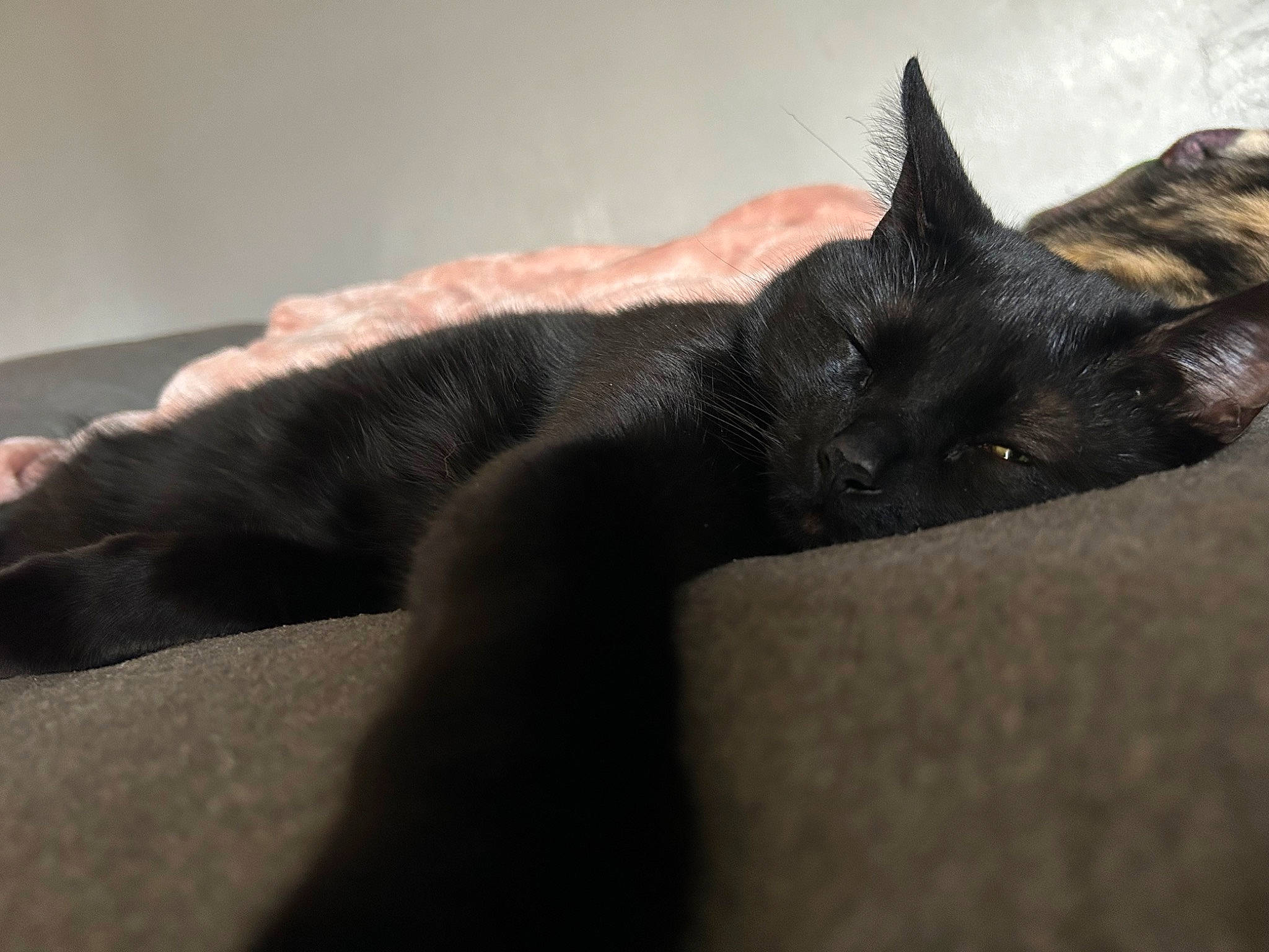 Onyx is registered to the contest to win money with this photo: black_cat, carnivore, cat, claw, comfort, dog_breed, domestic_short_haired_cat, ear, eye, felidae, fur, gesture, grey, havana_brown, nap, paw, small_to_medium_sized_cats, snout, tail, whiskers