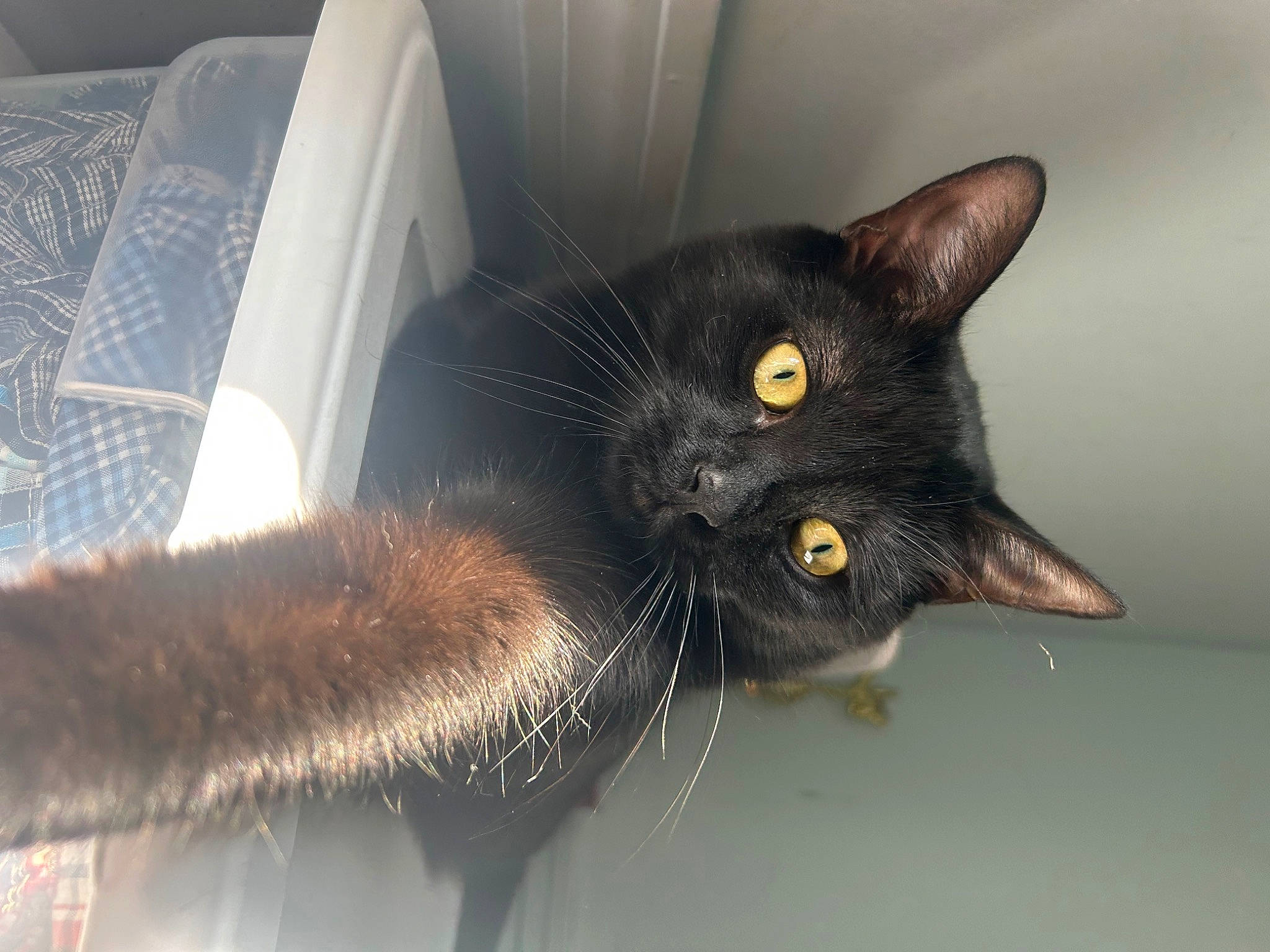 Onyx joined the competition — help win amazing prizes! black_cat, bombay, carnivore, cat, domestic_short_haired_cat, ear, felidae, fur, small_to_medium_sized_cats, snout, tail, terrestrial_animal, whiskers, window