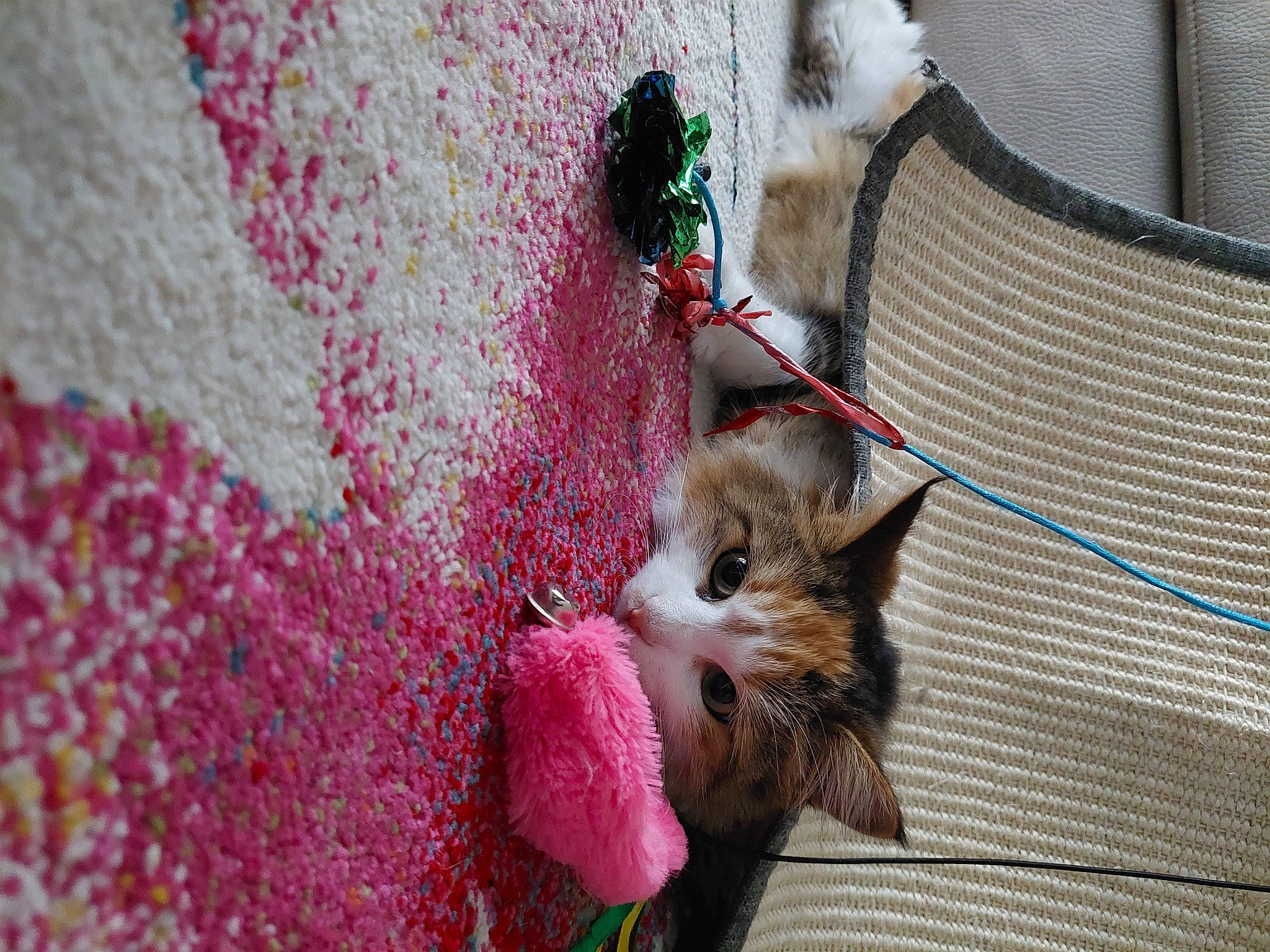 Ruby a rejoint le concours — aidez-le/la à gagner de superbes lots ! carnivore, cat, domestic_short_haired_cat, fashion_accessory, fawn, felidae, fur, grass, linens, magenta, pattern, plant, small_to_medium_sized_cats, snout, tail, textile, tree, whiskers, wood, wool