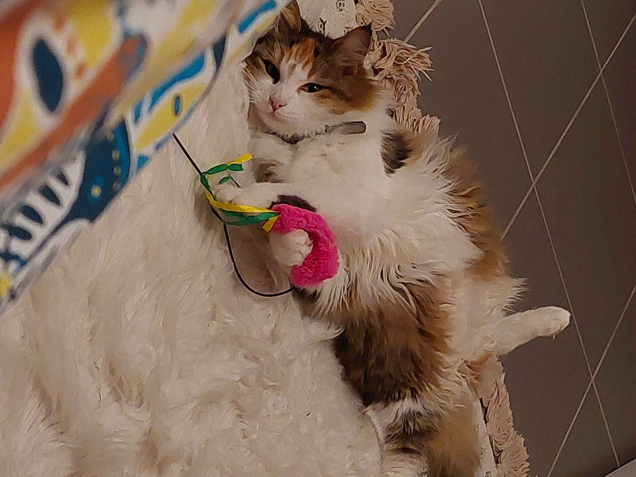 Ruby a rejoint le concours — aidez-le/la à gagner de superbes lots ! carnivore, cat, cat_toy, claw, collar, domestic_short_haired_cat, drinking, event, fawn, felidae, fur, paw, pet_supply, photo_caption, sitting, small_to_medium_sized_cats, tail, terrestrial_animal, toy, whiskers