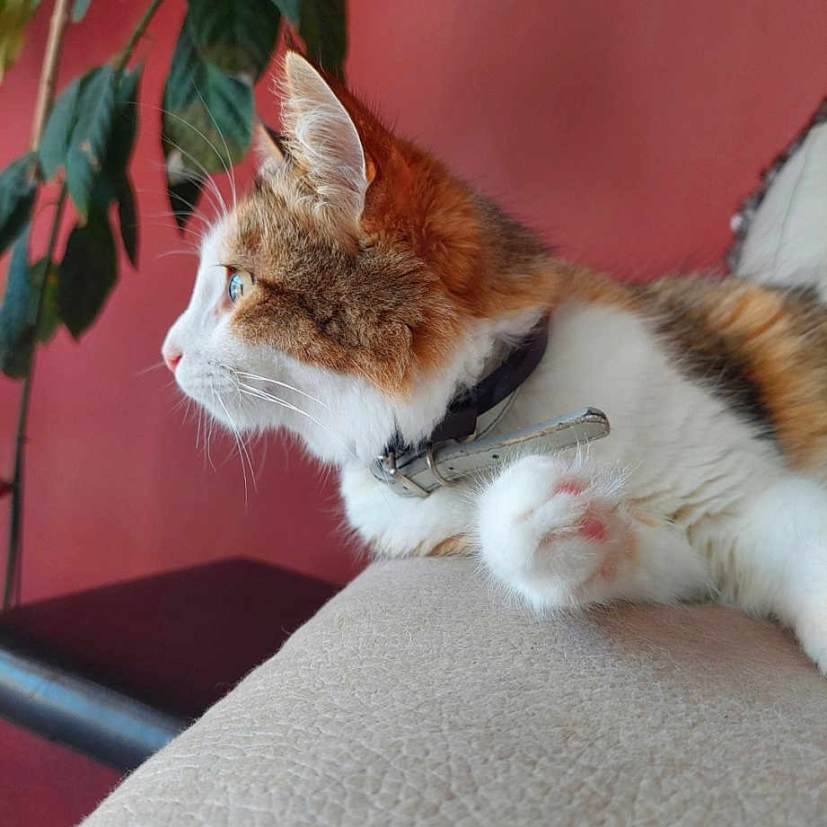 Ruby