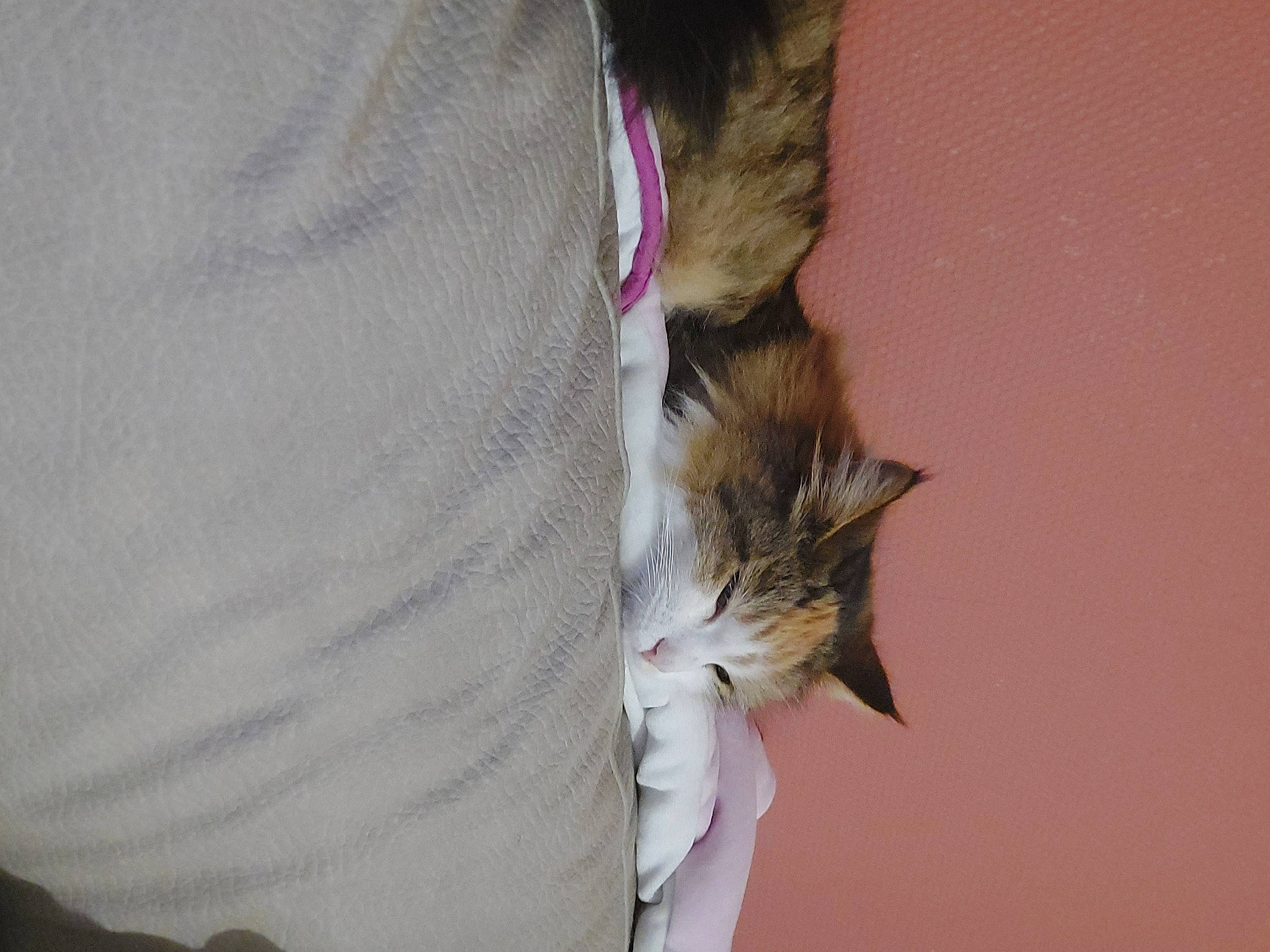 Ruby participe au concours pour gagner de l'argent avec cette photo : carnivore, cat, comfort, domestic_short_haired_cat, elbow, fawn, felidae, fur, gesture, human_leg, plant, sleeve, small_to_medium_sized_cats, snout, tail, whiskers, wood