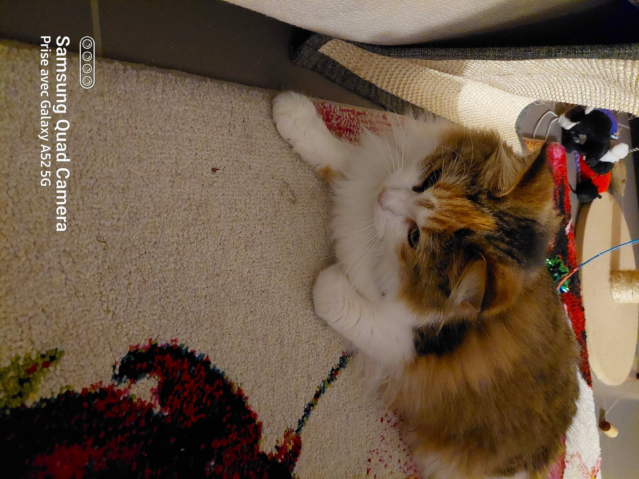 Ruby a rejoint le concours — aidez-le/la à gagner de superbes lots ! art, canidae, carmine, carnivore, cat, claw, collar, coquelicot, domestic_short_haired_cat, fawn, felidae, flooring, foot, fur, paw, road_surface, sidewalk, small_to_medium_sized_cats, tail, whiskers