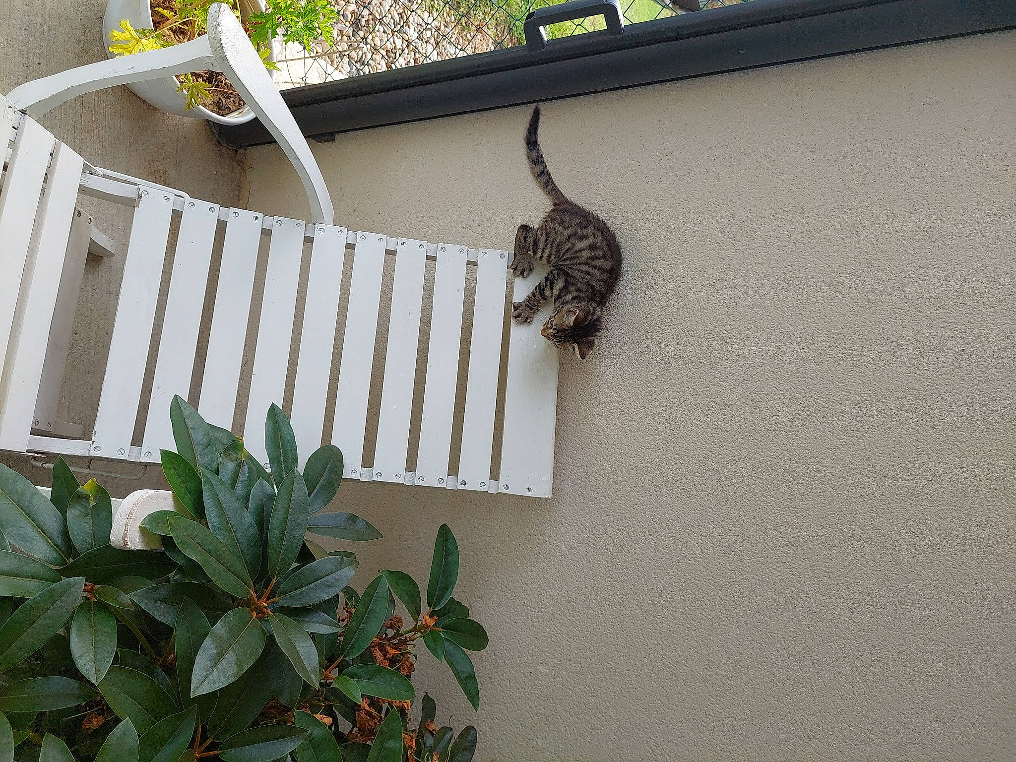 Uxie participe au concours pour gagner de l'argent avec cette photo : beak, bird, facade, feather, galliformes, grass, green, hardwood, herb, metal, natural_material, phasianidae, plant, rectangle, terrestrial_plant, tree, twig, window, wood, wood_stain