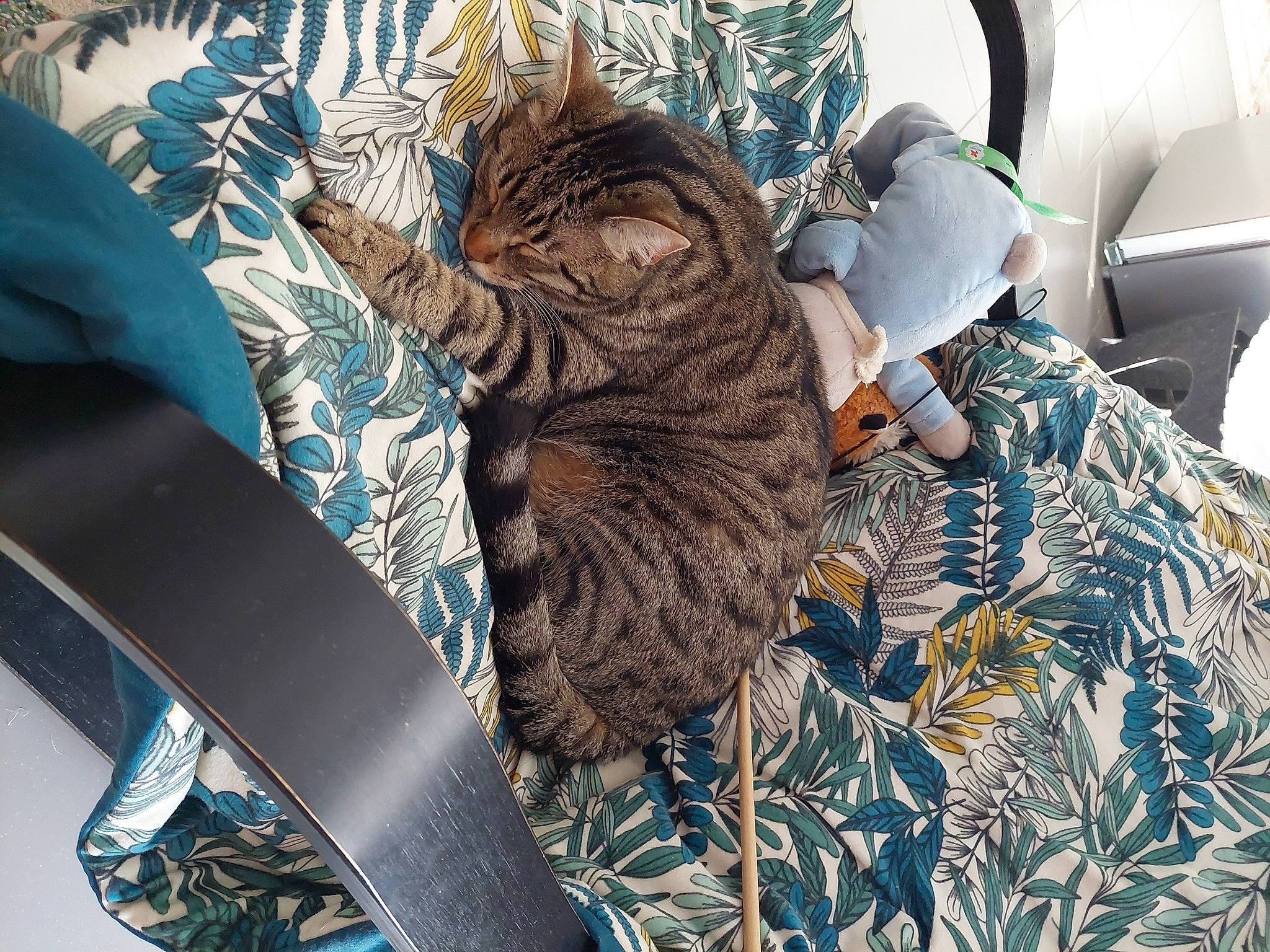 Uxie a rejoint le concours — aidez-le/la à gagner de superbes lots ! azure, carnivore, cat, comfort, couch, domestic_short_haired_cat, felidae, fur, hat, linens, mammal, pattern, plant, room, small_to_medium_sized_cats, tail, terrestrial_animal, textile, vertebrate, whiskers