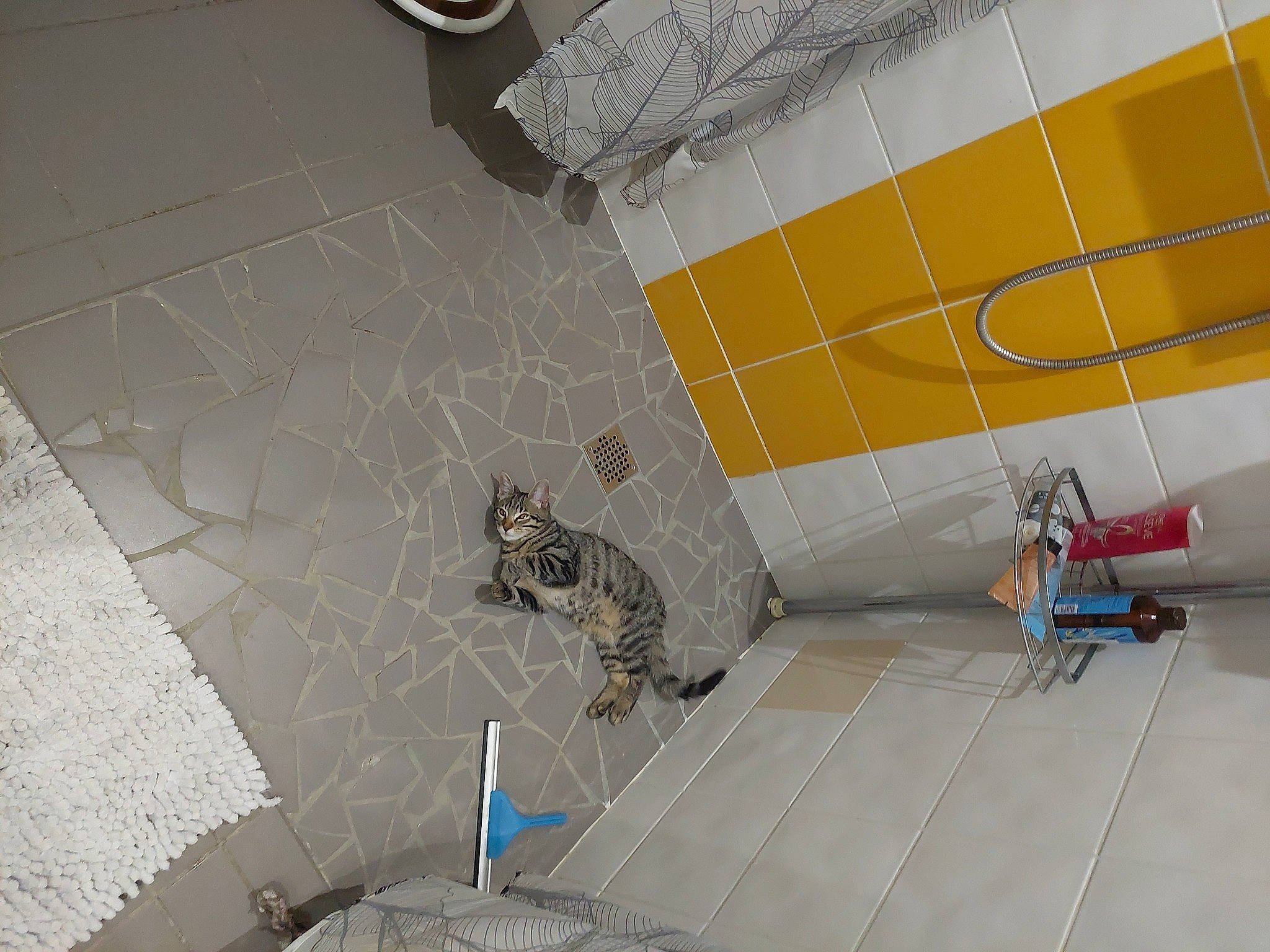 Uxie participe au concours pour gagner de l'argent avec cette photo : building, ceiling, composite_material, concrete, felidae, floor, flooring, hardwood, leisure, plumbing, plumbing_fixture, property, road_surface, room, shower, tail, tap, terrestrial_animal, tile, wood