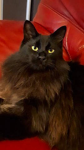 Oreo a rejoint le concours — aidez-le/la à gagner de superbes lots ! black_cat, bombay, brown, carnivore, cat, claw, comfort, domestic_short_haired_cat, fawn, felidae, fur, iris, small_to_medium_sized_cats, snout, tail, terrestrial_animal, whiskers, window