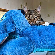 Maya participe au concours pour gagner de l'argent avec cette photo : cat, tabby_cat, stuffed_animal, blue_elephant, plush_toy, bedroom, cozy, resting, pet, fur, whiskers, ears, paw, soft, comfort, sleepy, indoor, furniture, blanket, relaxation
