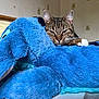 cat, tabby_cat, stuffed_animal, blue_elephant, plush_toy, bedroom, cozy, resting, pet, fur, whiskers, ears, paw, soft, comfort, sleepy, indoor, furniture, blanket, relaxation