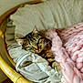 Maya a rejoint le concours — aidez-le/la à gagner de superbes lots ! cat, tabby_cat, green_eyes, rattan_chair, cushion, blanket, pink_blanket, knit_blanket, cozy, relaxed, indoor, pet, feline, fur, whiskers, sleepy, resting, comfort, home, natural_light