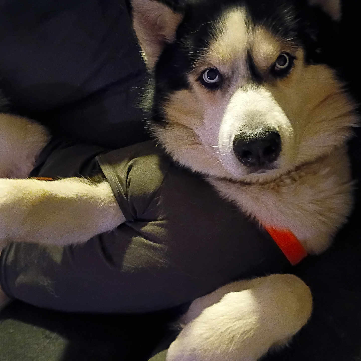 Desil joined the competition — help win amazing prizes! animal, black_shirt, blue_eyes, canine, close_up, companion, couch, cute, dog, domestic_animal, fur, furry, husky, indoor, lying_down, mammal, orange_collar, pet, portrait, relaxed