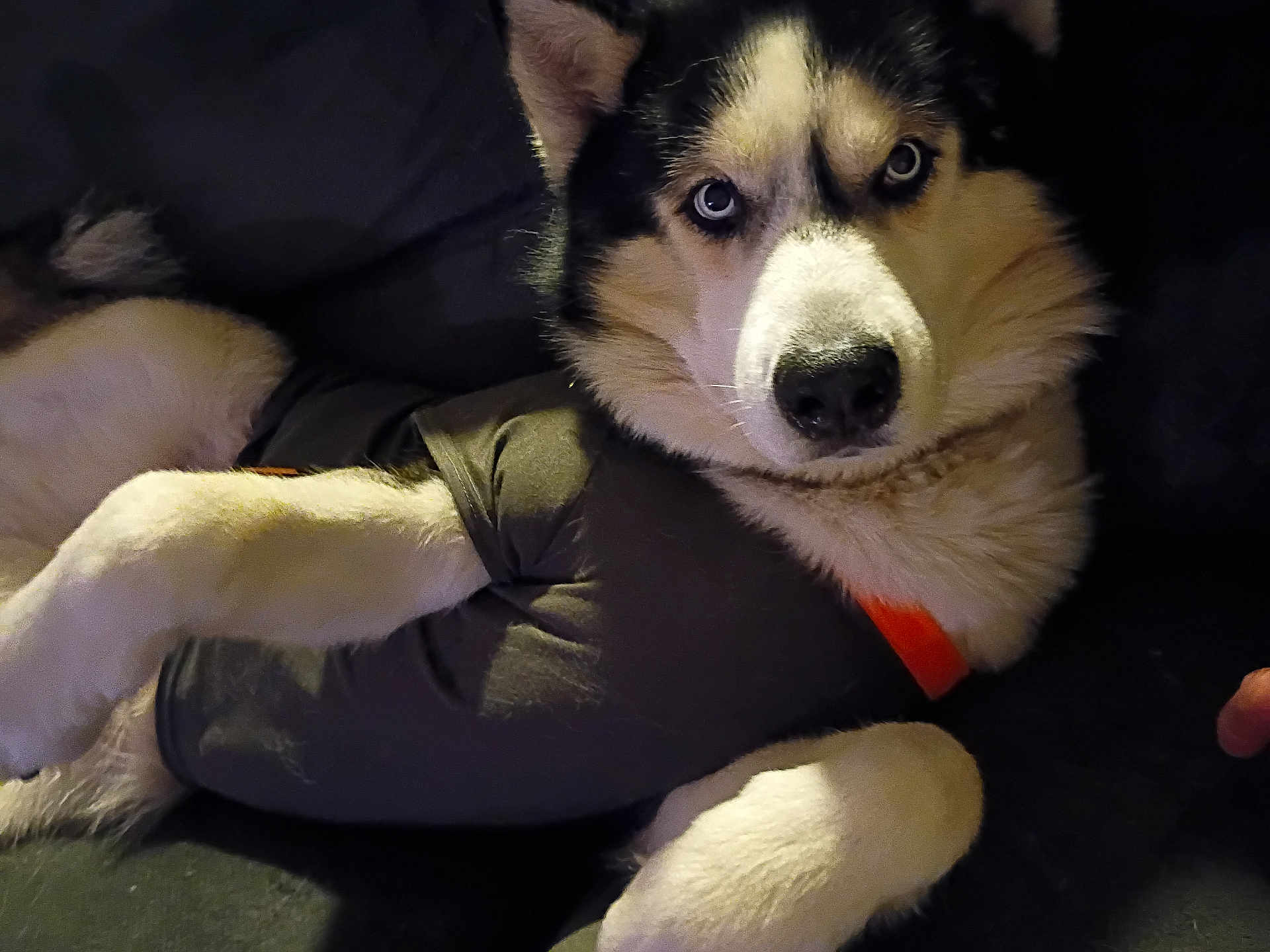 Desil joined the competition — help win amazing prizes! dog, husky, blue_eyes, pet, animal, fur, black_shirt, orange_collar, lying_down, indoor, couch, portrait, canine, domestic_animal, mammal, close_up, relaxed, furry, companion, cute