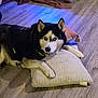 dog, siberian_husky, blue_eyes, pillow, wooden_floor, blanket, black_shirt, indoors, pet, animal, resting, floor, mammal, fur, ears, looking, household, cozy, domestic, portrait