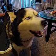 Desil joined the competition — help win amazing prizes! dog, husky, indoor, living_room, carpet, glass_table, fan, window, curtains, furniture, person_hand, twinkle_lights, vacuum_cleaner, smiling, pet, motion_blur, cozy, home, animal, companion