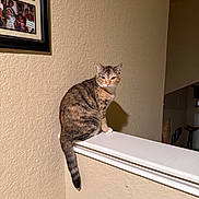 Evie is registered to the contest to win money with this photo: cat, tabby, indoor, wall, ledge, shadow, framed_photos, family, texture, beige, white, pet, animal, feline, sitting, house, home, portrait, quiet, calm