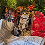 Evie is registered to the contest to win money with this photo: cat, tabby_cat, christmas_tree, christmas_lights, christmas_gifts, gift_bags, tree_skirt, indoor, holiday, festive, decorations, pet, animal, feline, collar, floor, tile_floor, greenery, ornaments, celebration