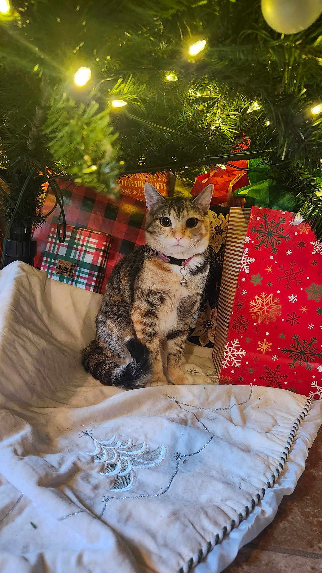 Evie is registered to the contest to win money with this photo: cat, tabby_cat, christmas_tree, christmas_lights, christmas_gifts, gift_bags, tree_skirt, indoor, holiday, festive, decorations, pet, animal, feline, collar, floor, tile_floor, greenery, ornaments, celebration