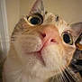 Evie is registered to the contest to win money with this photo: cat, close_up, curious, wide_eyes, pink_nose, whiskers, indoor, pet, feline, fur, animal, face, portrait, looking_up, cute, domestic, tabby, expression, nose, ears