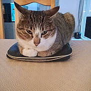 Neko a rejoint le concours — aidez-le/la à gagner de superbes lots ! cat, tabby_cat, animal, pet, loaf, table, chair, indoor, furniture, pouch, zipper, calm, fur, whiskers, ears, face, eyes, domestic_cat, resting, looking