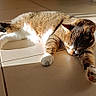 Neko participe au concours pour gagner de l'argent avec cette photo : cat, tabby, sunlight, floor, tile, indoor, pet, relaxing, sleeping, feline, animal, paw, whiskers, ear, home, cabinet, shadow, resting, cute, cozy