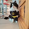Yumi a rejoint le concours — aidez-le/la à gagner de superbes lots ! cat, batman_costume, black_and_white, furry, pet, indoors, floor, cabinet, bar_stool, kitchen, tile_floor, wide_eyes, costume, cute, animal, fur, domestic_cat, whiskers, sitting, wooden