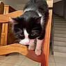 Yumi participe au concours pour gagner de l'argent avec cette photo : cat, kitten, black_and_white, wooden_chair, indoor, tile_floor, stairs, pet, animal, curious, feline, whiskers, paws, home, furniture, close_up, young_cat, domestic_cat, balancing, looking_down
