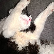 Yumi participe au concours pour gagner de l'argent avec cette photo : cat, black_and_white, fluffy, paw, pink_nose, stretching, sleeping, relaxed, pet, animal, feline, cozy, soft_fur, indoor, close_up, whiskers, cute, resting, couch, domestic_cat