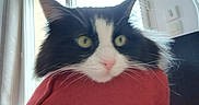 Yumi participe au concours pour gagner de l'argent avec cette photo : cat, black_and_white, fluffy, face, eyes, ears, pink_nose, blanket, red, cushion, indoor, window, curtains, furniture, cozy, pet, animal, cute, portrait, curious