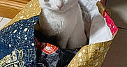 Haïku participe au concours pour gagner de l'argent avec cette photo : animal, bag, cat, cozy, curious, domestic, feline, floor_tile, home, household, indoor, looking, patterned_bag, pet, sitting, tabby_cat, tile_floor, tote_bag, white_cat, wooden_cabinet