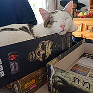 Haïku participe au concours pour gagner de l'argent avec cette photo : cat, sleeping, board_game, box, table, indoor, furniture, cabinet, fruit_bowl, relaxed, pet, animal, white_cat, tabby_cat, pink_nose, ears, whiskers, close_up, cozy, resting