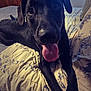 dog, black_dog, tongue_out, bed, bedspread, floral_pattern, indoor, pet, canine, animal, close_up, happy, playful, fur, ears, paws, nose, eyes, resting, cozy