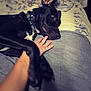 dog, black_dog, bed, blanket, human_hand, playful, indoor, pet, collar, fur, ear, paw, expression, curious, closeup, animal, resting, interaction, home, comfort