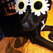 Hudson is registered to the contest to win money with this photo: dog, black_dog, sunglasses, daisy_sunglasses, flower_shaped, indoor, wooden_floor, shadow, pet, animal, relaxed, lying_down, playful, accessory, close_up, cute, funny, home, companion, portrait