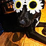 dog, black_dog, sunglasses, daisy_sunglasses, flower_shaped, indoor, wooden_floor, shadow, pet, animal, relaxed, lying_down, playful, accessory, close_up, cute, funny, home, companion, portrait