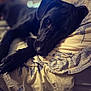 dog, black_dog, bed, blanket, pillow, indoor, resting, lying_down, pet, animal, cozy, closeup, fur, sleepy, comfort, domestic, mammal, relaxed, portrait, canine