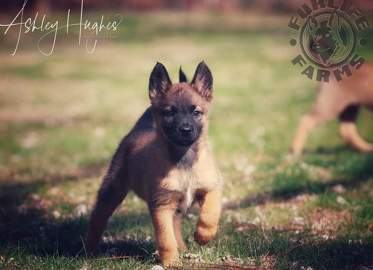 Harra joined the competition — help win amazing prizes! belgian_shepherd, belgian_shepherd_malinois, canidae, carnivore, dog, dog_breed, east_european_shepherd, fawn, german_shepherd_dog, kunming_wolfdog, laekenois, mammal, old_german_shepherd_dog, puppy, vertebrate, wolfdog, working_dog