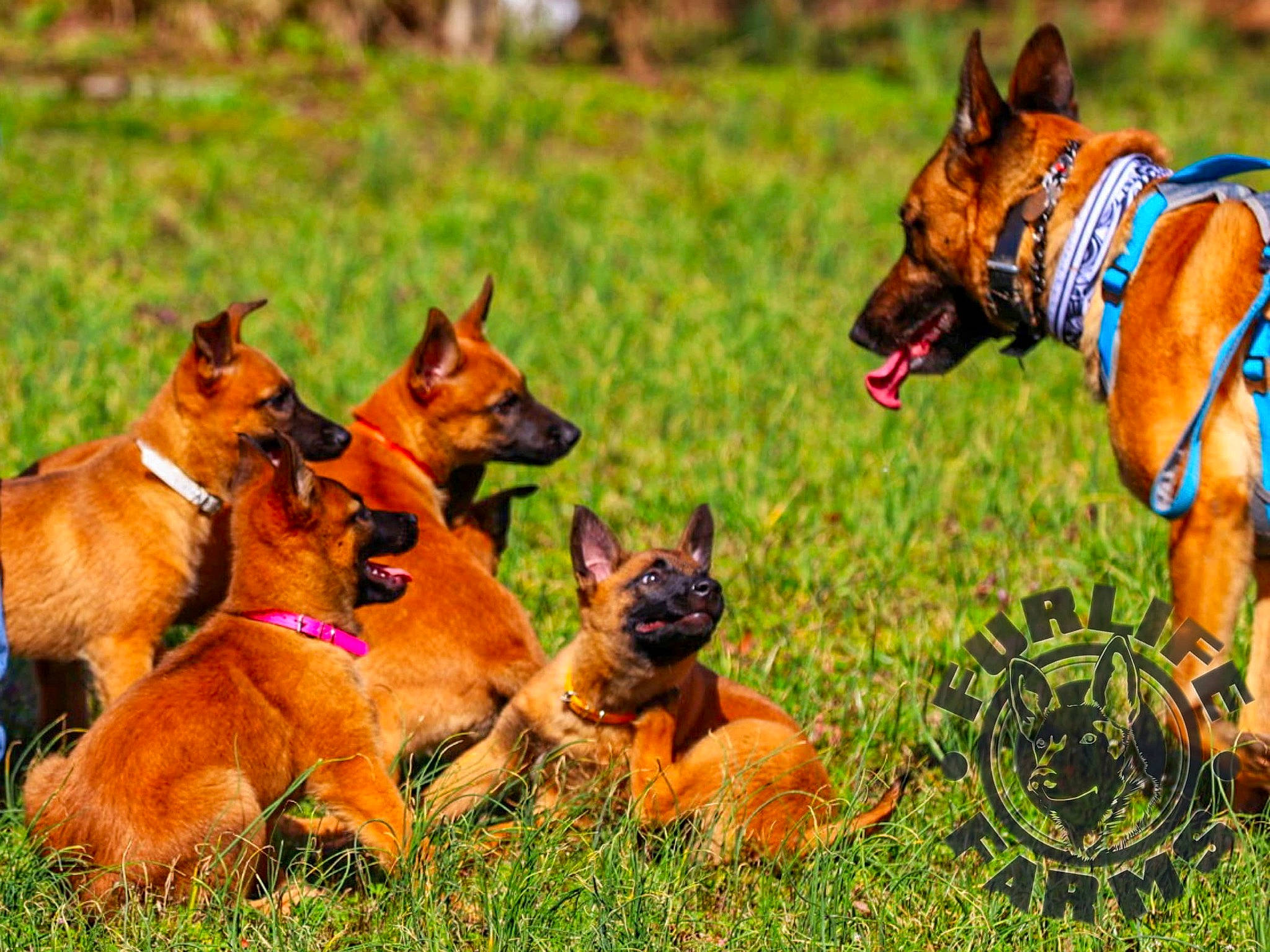 Venus is registered to the contest to win money with this photo: belgian_shepherd, belgian_shepherd_malinois, canidae, carnivore, dog, dog_breed, fawn, german_shepherd_dog, kunming_wolfdog, mammal, vertebrate, wildlife, working_dog