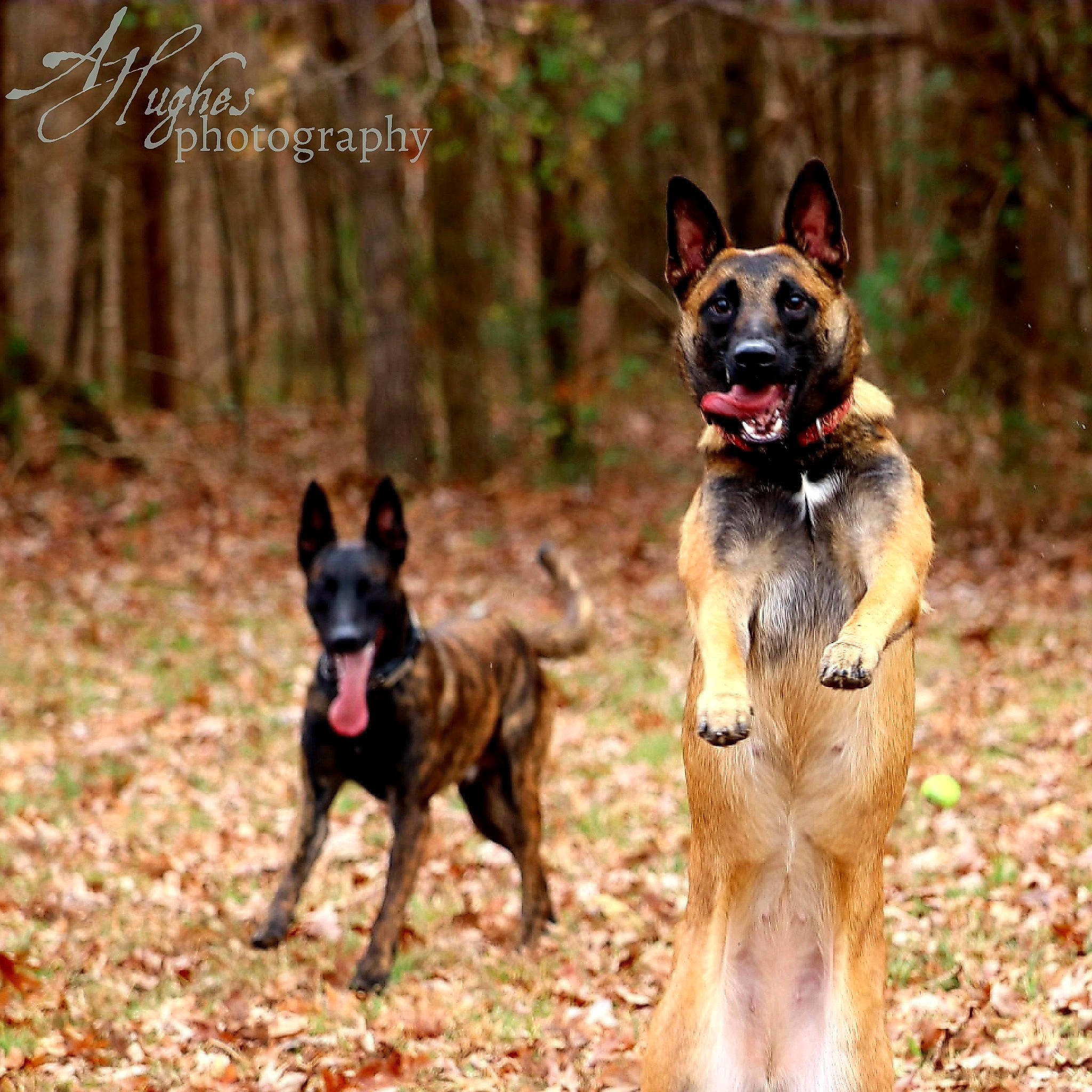 Karma joined the competition — help win amazing prizes! belgian_shepherd, belgian_shepherd_malinois, canidae, carnivore, dog, dog_breed, east_european_shepherd, fawn, german_shepherd_dog, king_shepherd, kunming_wolfdog, mammal, old_german_shepherd_dog, police_dog, rare_breed_dog, shiloh_shepherd_dog, vertebrate, working_dog