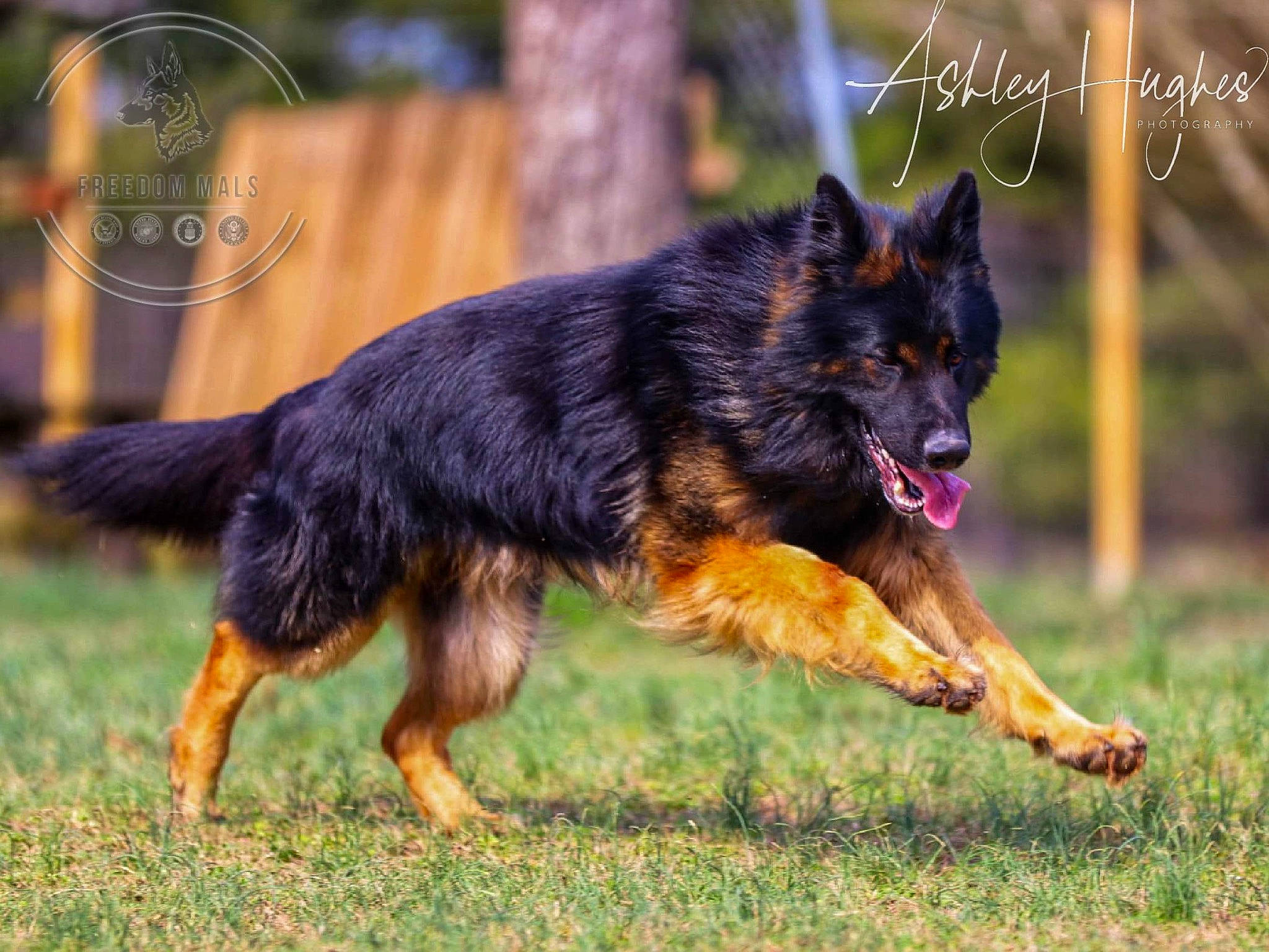 Leonidas joined the competition — help win amazing prizes! belgian_shepherd, bohemian_shepherd, canidae, carnivore, dog, dog_breed, east_european_shepherd, german_shepherd_dog, king_shepherd, mammal, old_german_shepherd_dog, rare_breed_dog, shiloh_shepherd_dog, tervuren, vertebrate, working_dog