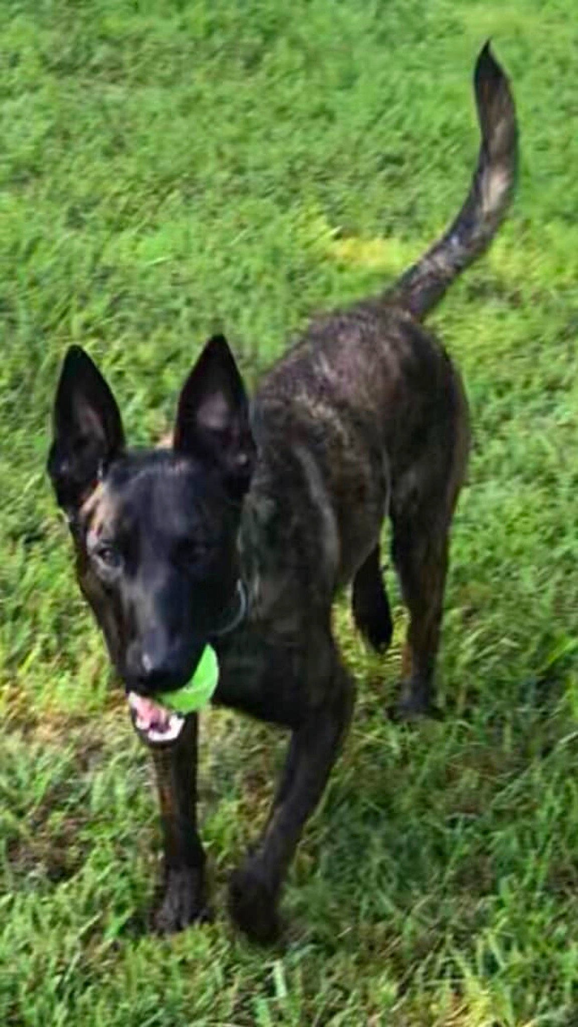 Elvis joined the competition — help win amazing prizes! australian_kelpie, canidae, carnivore, dog, dog_breed, dutch_shepherd_dog, formosan_mountain_dog, hunting_dog, labrador_retriever, mammal, rare_breed_dog, sporting_group, vertebrate