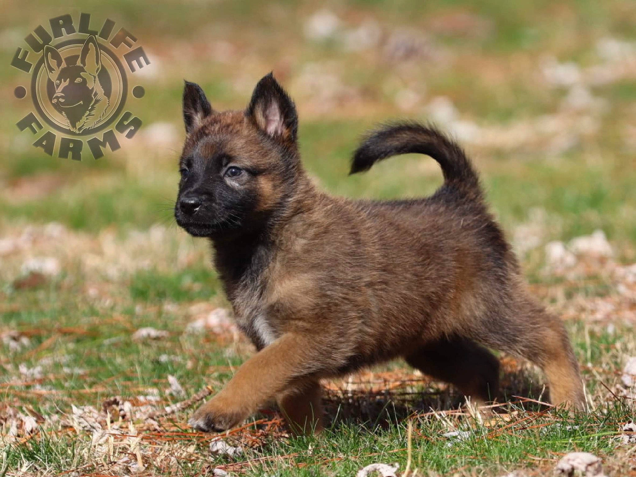 Venus joined the competition — help win amazing prizes! belgian_shepherd_malinois, canidae, carnivore, dog, dog_breed, fawn, mammal, puppy, rare_breed_dog, vertebrate, wildlife