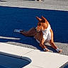 Apollon participe au concours pour gagner de l'argent avec cette photo : animal, basenji, blue, brown, concrete, dog, lying_down, outdoor, pet, pointy_ears, pool, poolside, relaxed, shadow, short-haired, sitting, stretching, sunlight, swimming_pool, white