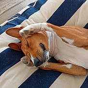 Apollon a rejoint le concours — aidez-le/la à gagner de superbes lots ! bed, bedspread, brown_and_white, closed_eyes, cozy, cute, dog, floppy_ears, home, indoor, nose, paw, pet, portrait, relaxed, resting, short_hair, sleeping, snout, striped