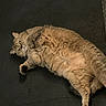 Coco joined the competition — help win amazing prizes! cat, fluffy, lying_down, mat, indoor, pet, fur, cute, relaxed, lazy, animal, whiskers, paws, tabby, domestic, floor, texture, metal, resting, eyes